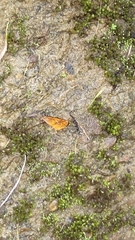 Symbrenthia lilaea formosanus