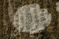 Herpothallon rubrocinctum