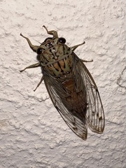 Neocicada hieroglyphica