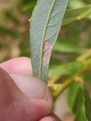 Stigmella salicis