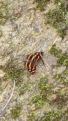 Symbrenthia lilaea formosanus