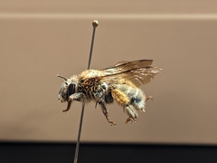 Anthophora occidentalis