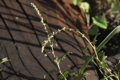 Atriplex tatarica