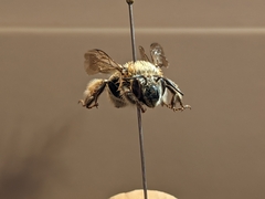 Anthophora occidentalis
