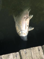 Carpiodes