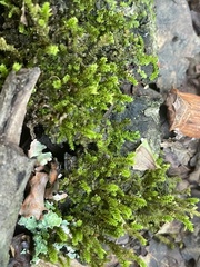 Leucodon andrewsianus