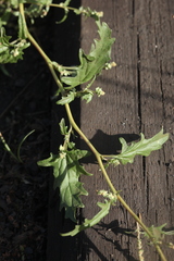 Atriplex tatarica
