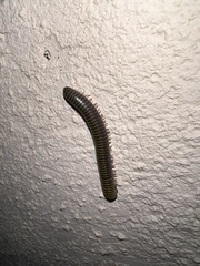 Anadenobolus monilicornis