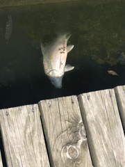 Carpiodes