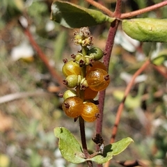 Lonicera subspicata