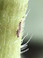 Coleoptera