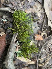 Leucodon andrewsianus