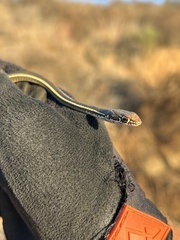 Masticophis lateralis lateralis