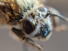 Anthophora occidentalis