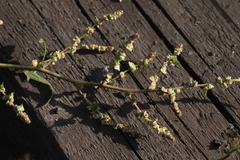 Atriplex tatarica