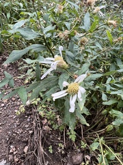 Eucephalus engelmannii