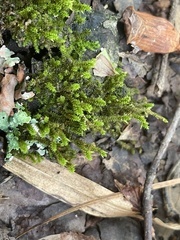 Leucodon andrewsianus