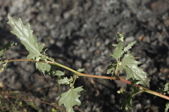 Atriplex tatarica