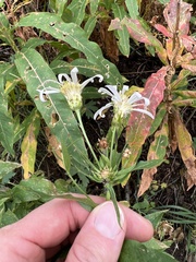 Eucephalus engelmannii