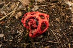Clathrus crispus
