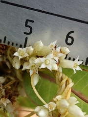 Cuscuta subinclusa