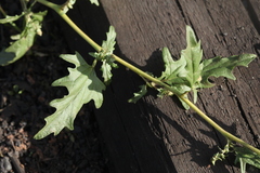 Atriplex tatarica