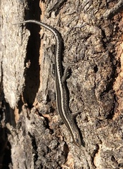 Cryptoblepharus pulcher