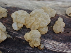 Tremella globispora