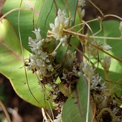 Cuscuta subinclusa