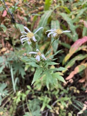 Eucephalus engelmannii