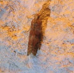 Sciota rubrisparsella