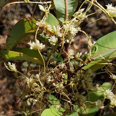 Cuscuta subinclusa