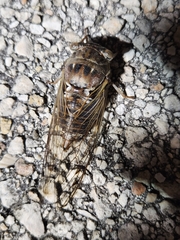 Megatibicen resonans