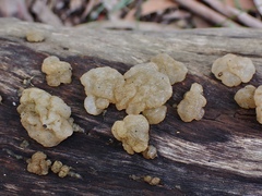 Tremella globispora