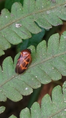 Cercopidae
