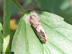 Acrolophinae