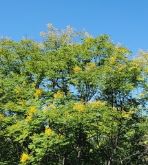 Koelreuteria paniculata