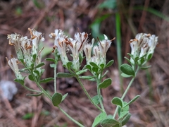 Sericocarpus tortifolius