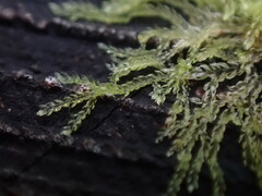 Cephalozia bicuspidata