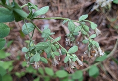 Sericocarpus tortifolius