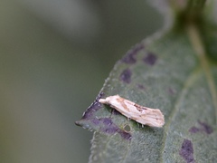 Aethes angustana