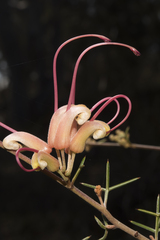 Grevillea asparagoides