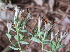 Sericocarpus tortifolius