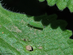 Sibovia