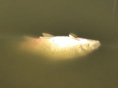 Carpiodes cyprinus