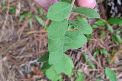 Sericocarpus tortifolius