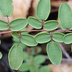 Pellaea andromedifolia