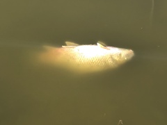 Carpiodes cyprinus