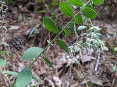 Sericocarpus tortifolius