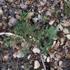 Pellaea andromedifolia